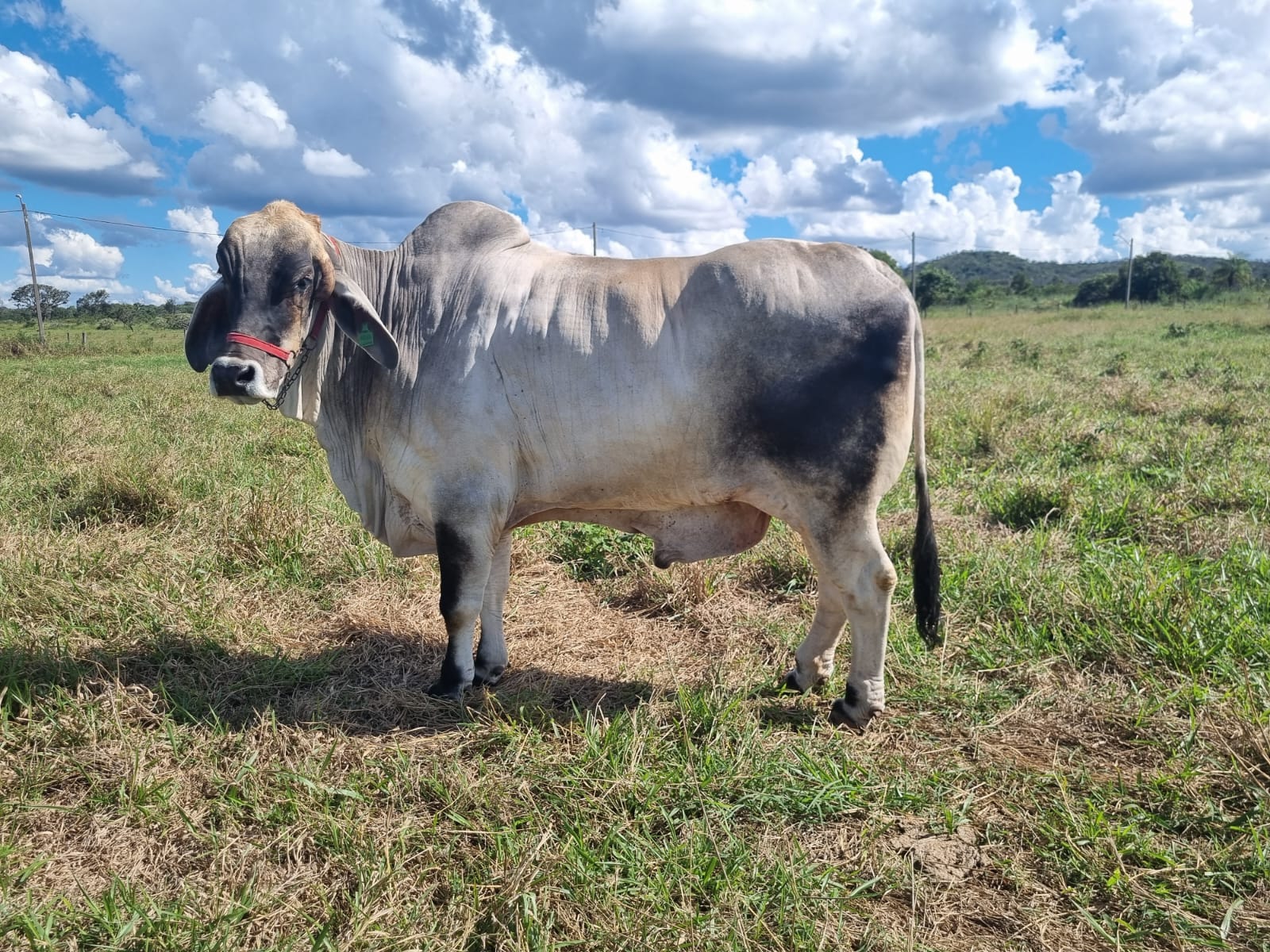 imagem sem descrição.